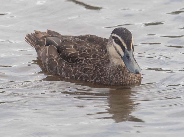 Anas superciliosa (Pacific Black Duck).jpg